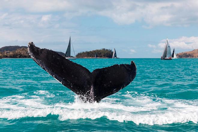 Whale in Dent Passage – Audi Hamilton Island Race Week ©  Andrea Francolini Photography http://www.afrancolini.com/